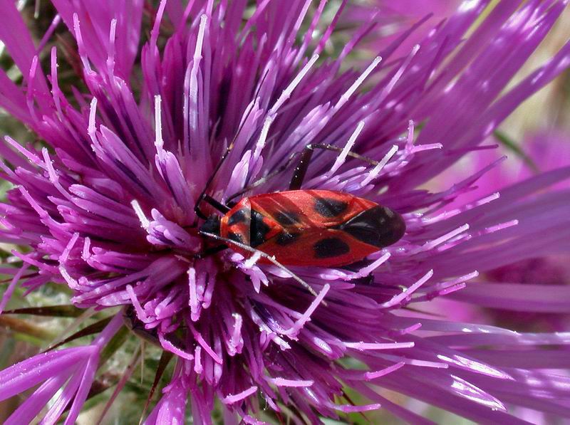 Calocoris nemoralis  fo. hispanica